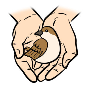 hands holding sparrow