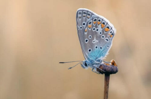 butterfly emerging from cocoon