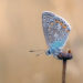 butterfly emerging from cocoon