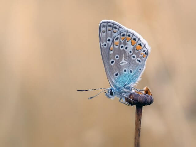 butterfly emerging from cocoon